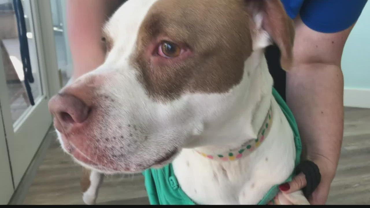 New noninvasive cancer treatment at a Jacksonville vet saved a beloved