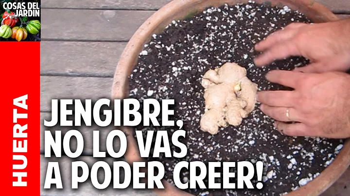 Como plantar jengibre en maceta - How to grow ging...