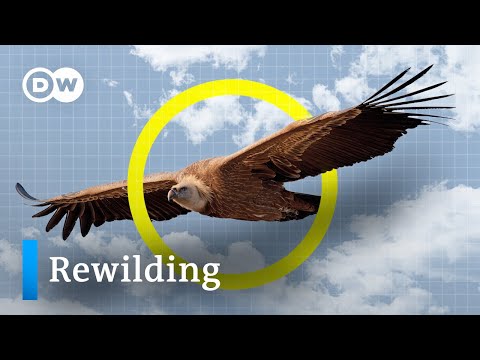 Rewilding: How vultures could save an ecosystem