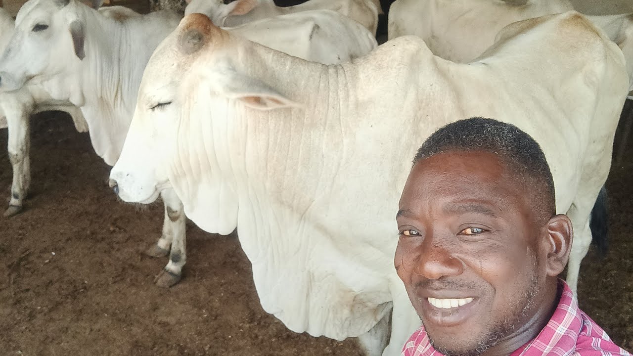 The BIGGEST Cow breed in Africa | SOKOTO GUDALI