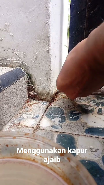 Mengatasi serangan semut api