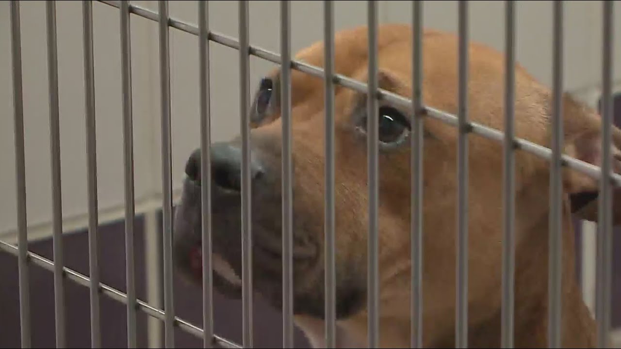Williamson County animal shelter at ‘unsustainable’ capacity