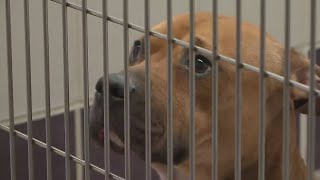 Williamson County animal shelter at ‘unsustainable’ capacity