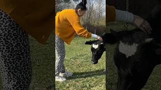 Pretty Girls On The Cow Farm #Farming #Cows #Cow #Farm #Dairy