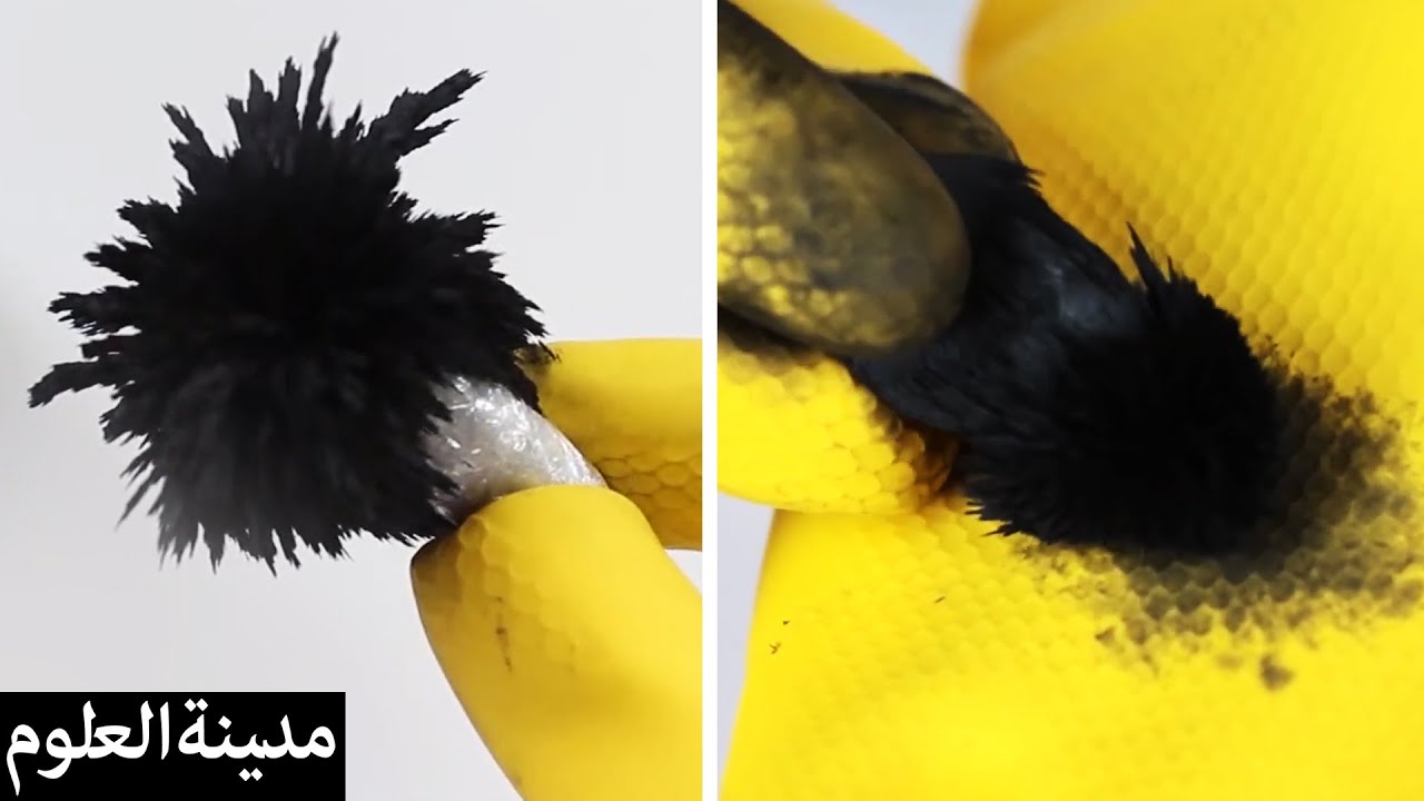 ⁣AWESOME Iron Filings Tricks | الرمل المغناطيسي | تجارب علمية للأطفال | مدينة العلوم | Lab 360 Arabic