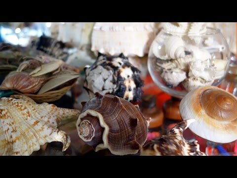 Как обработать морские ракушки для аквариума