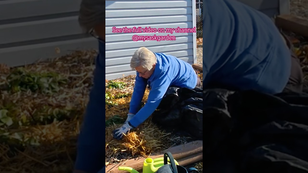 Winterizing the strawberry patch