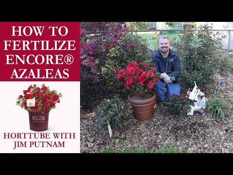 How to Fertilize Encore® Azaleas - Acid Loving Plants