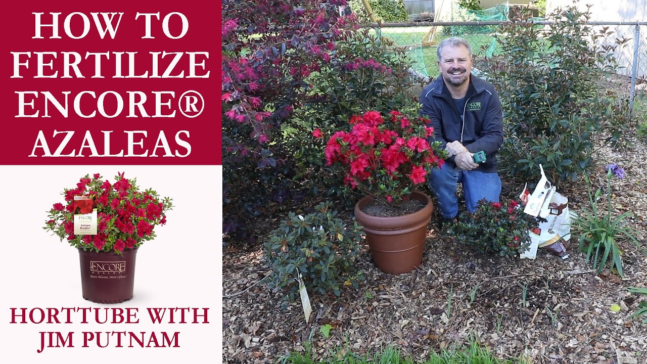 How to Fertilize Encore® Azaleas Acid Loving Plants YouTube