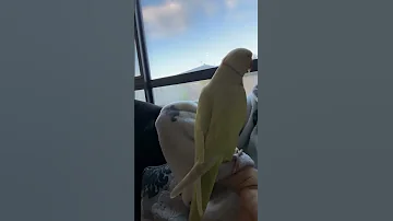 Parrot طوطی سخنگو 