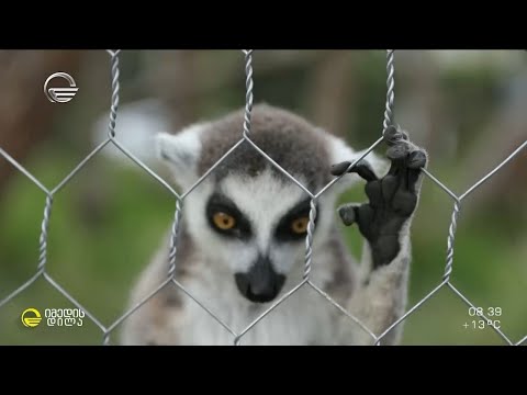 ერთი დღე თბილისის ზოოპარკში და უხუცესი თანამშრომლის, ალექსანდრე ცინცაძის საყვარელი საქმე