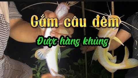 Một đêm cắm câu đêm dính cá lăng vàng khủng | Thêm mẻ ốc ngon bên bờ mương quê
