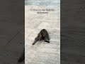 🐱🐱#viral #greece #catshorts #cats #funnycats