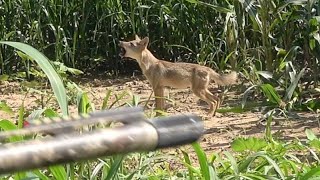 Close Range Coyote Hunting w/ Shotguns! Multiple Stands w/ Coyotes Under 4 Yards!