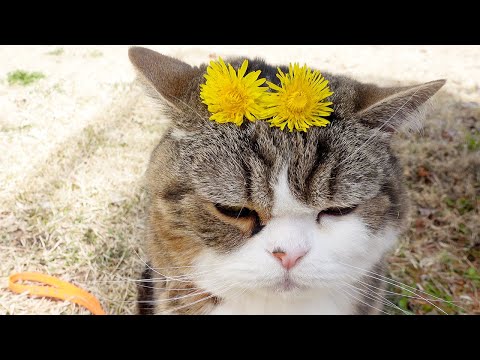 お散歩なねこ２。-Maru&Hana enjoy the outside garden 2.-