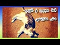 مش تبارك الله مدريسي قط يستجيب الأوامر مروض القطط