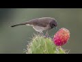 اجمل تغريد طائر الوطواط( البلبل المغربي)+ألبوم من صور نادرة ....le chant de bulbul des jardins