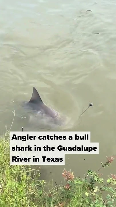Bull shark spotted in the Guadalupe River 🎥 jonathanaguayo5 via TT (5/4
