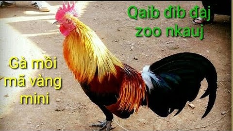 qaib qug đaj zoo nkauj I gà mồi vip mã vàng mini