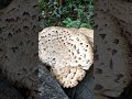 12 май 2026 г.Гъба ПъстърваЯстребкаPolyporus squamosusядлива,вкусна само млада после жилаваСтЗагора.