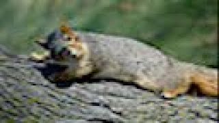 night squirrels
I found one in my house. I survived the attack but it ran away and is hiding in my walls... Im having trouble sleeping because I can hear it and i dont know if it will come out... or call its friends...
if you see one... call an exterminator and have your house fumigated. night squirrels