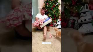 Funny Catscatscatskitten funny funnycat funnypets funnyanimalsfunnyanimals fyp