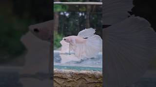 🤍 Platinum White Dumbo OHM Betta #FishLover #shorts #kannanfarm #pets #animallovers #cutefishos