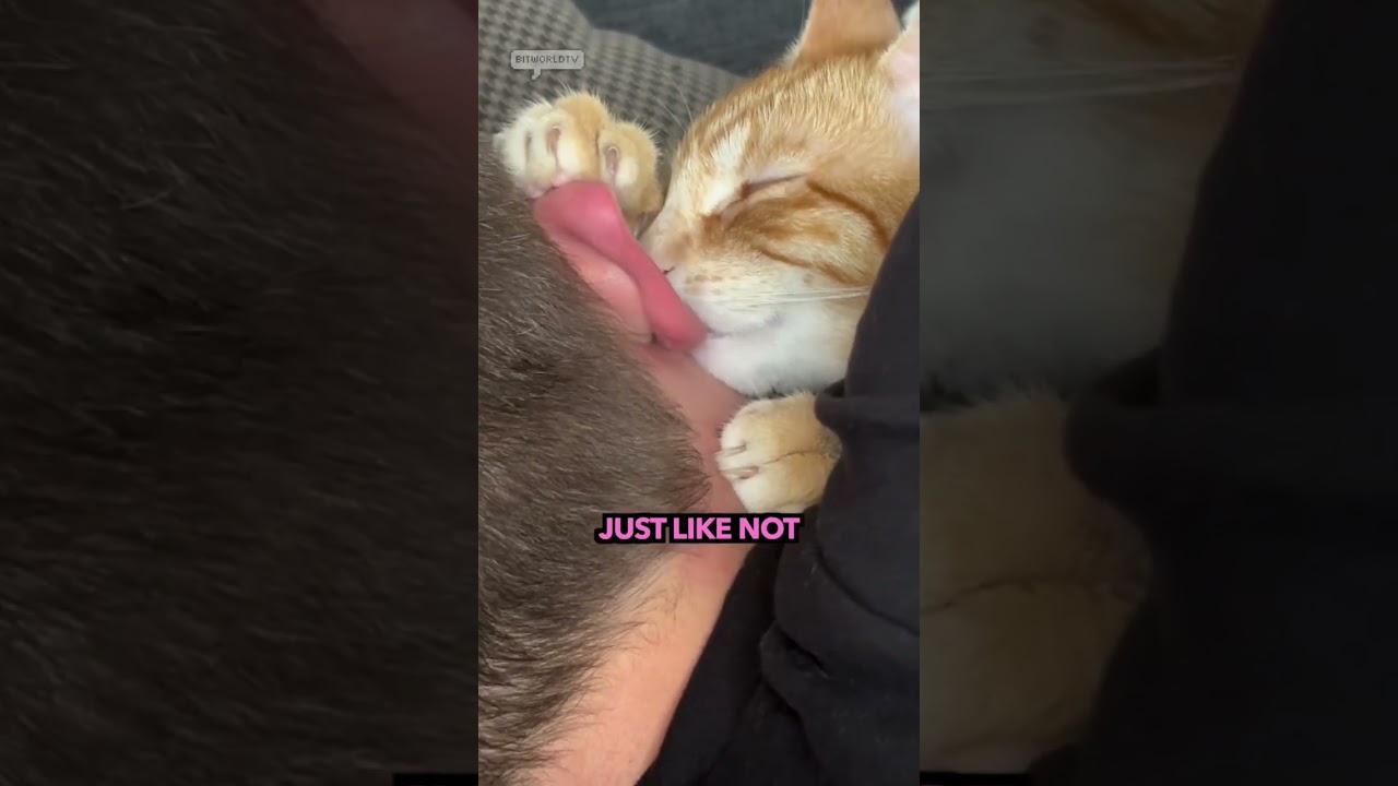 BE AWARE if your orange cat likes to nibble your ears 👂🏻🐱 