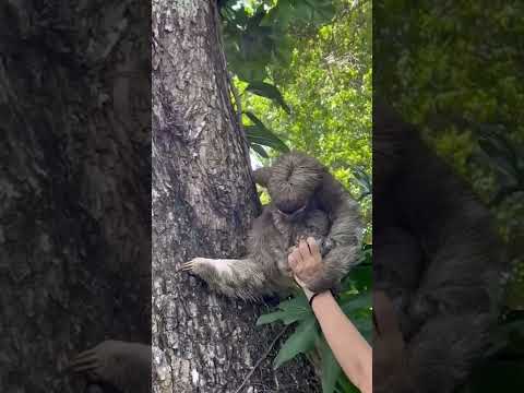 Baby sloth reunites