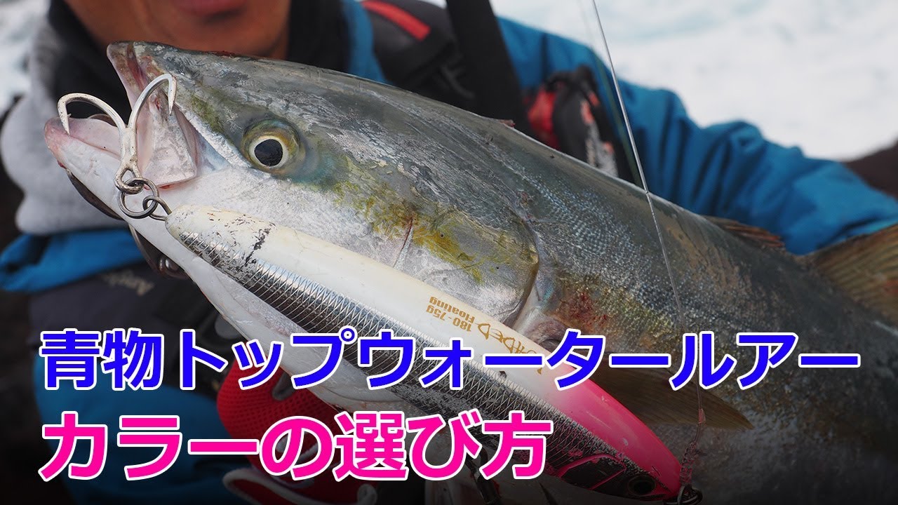 ロイヤリティフリー青物 ポッパー カラー 魚のすべて ロイヤリティフリー青物 ポッパー カラー 魚のすべて