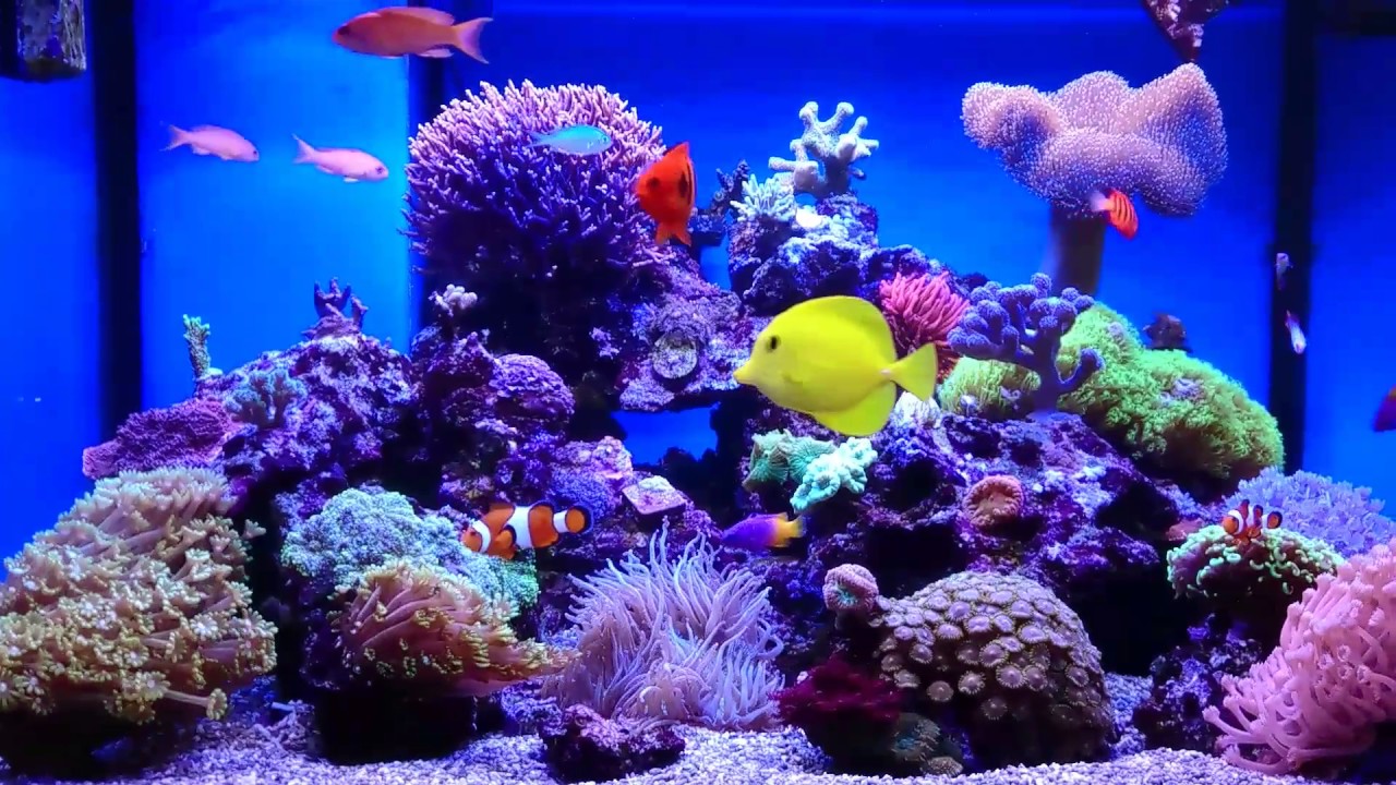 Zeeaquarium 100x80x55 cm YouTube