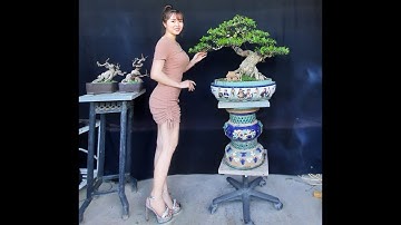 Bonsai Ứng | Giao lưu cùng ace cây nguyệt quế. Ace xin liên hệ 0934 094 679 Ứng. Xin cảm ơn !!!