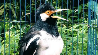 Download Lagu Masteran Jalak Suren Malam Hari Gacor Full Isian Tembakan Mewah Cililin Asli MP3