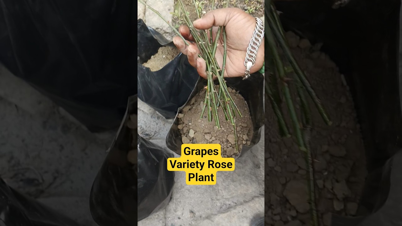 Pink & White Creepy Rose Variety