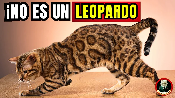 Video 11830861: exotic leopard, bengal cat, breed exotics
