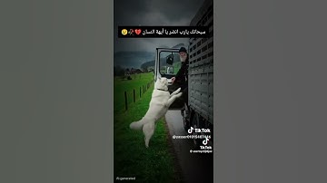 قرآن كريم بصوت جميل #راحه نفسيه #اكسبلور #المراه #دويتو #duet #تيك_توك #الرمال #الرحمن #التغطيه #لا
