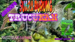 NYANYIAN SUARA BURUNG TRUCUKAN ROPEL PANJANG.. MASTERAN TERBAIK .. BERANI NYOBA???
