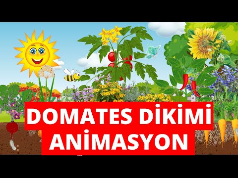 Video: Belirsiz ve belirli domates bitkileri arasındaki fark nedir?