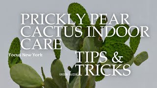 Prickly Pear Cactus Indoor Care Lighting, Watering, Soil & Repotting Tips Roots And Roasts
