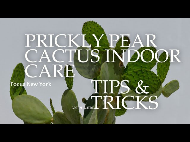 Prickly Pear Cactus Indoor Care | Lighting, Watering, Soil & Repotting Tips  | Roots and Roasts - YouTube