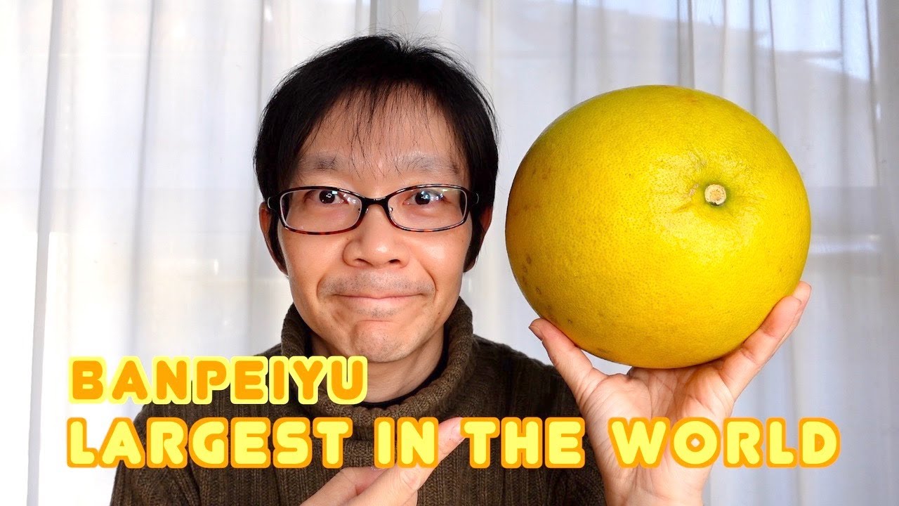 Banpeiyu - The Largest Citrus In The World 晩白柚