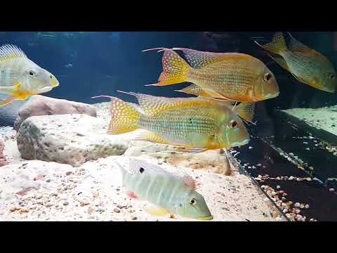 1960 liter Rio Azul Streamtank