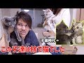 捨て猫・保護猫を引き取ってみたら可愛く育ちすぎたよ