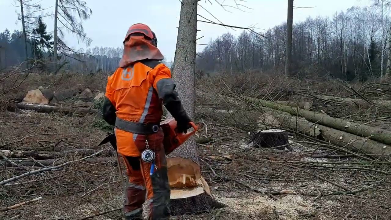 Felling tree LEGENDARY CHAINSAW HUSQVARNA 372XP X-torq 
