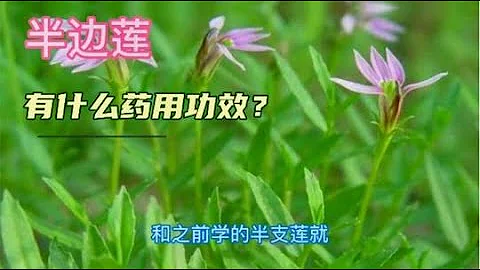 中醫中藥知識普及-半邊蓮和半枝蓮幾乎一樣，它們的功效也一樣嗎？有什麼區別呢？ - 天天要聞