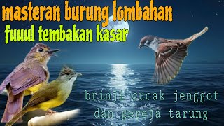 Masteran fuul tembakan kasar 🔥 brinji cucak jenggot dan gereja tarung 