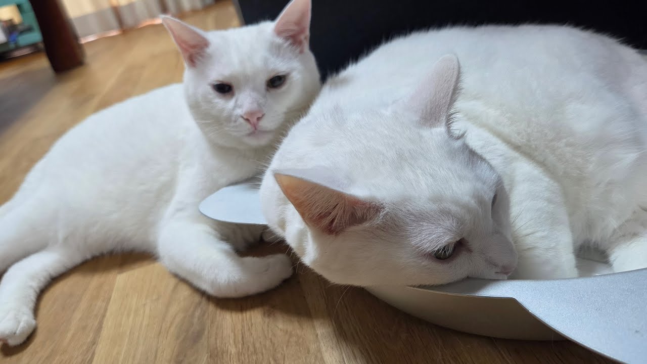 🐱おはよう┊もう10月なんだにゃ…🍂 【つぶねこ】