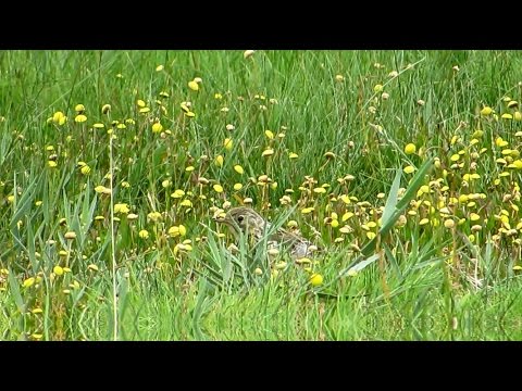 Goudknopje, Cotula coronopifolia, Buttonweed, Common Brassbuttons, Krähenfussblättrige Laugenblume.