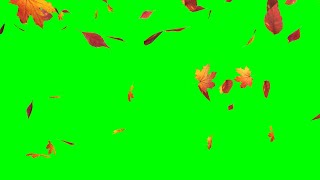 Green screen falling leaves effect Free download Autumn footage