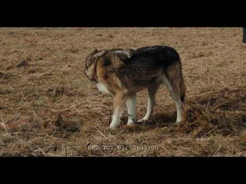 15 minute Wolf Reference for Visual Effects reconstruction High Quality ...